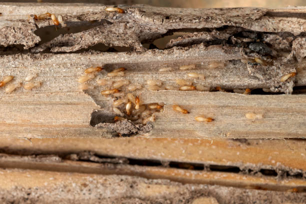 Pest Control Cost in Waterford, CA