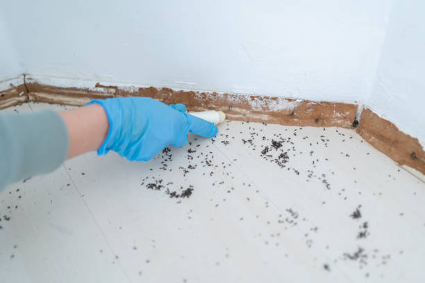 Flea Control Services in Waterford, CA